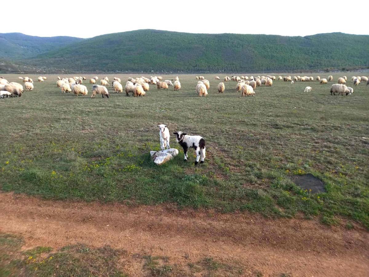 Farma & Apartmani II Opg Sasa Delic Grabusic Bagian luar foto